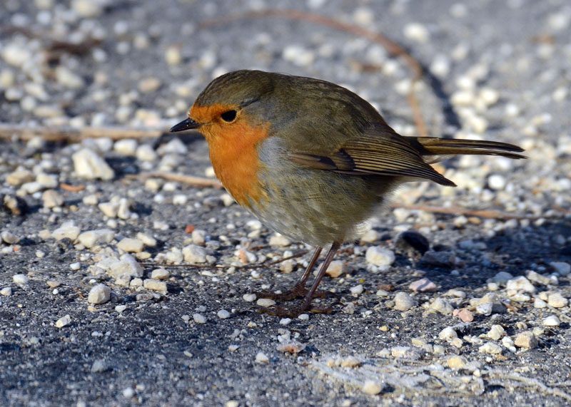 Pettirosso - Erithacus rubecula